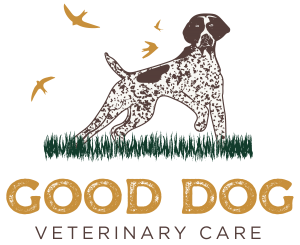 Good Dog Veterinary Care | Dog Experts.